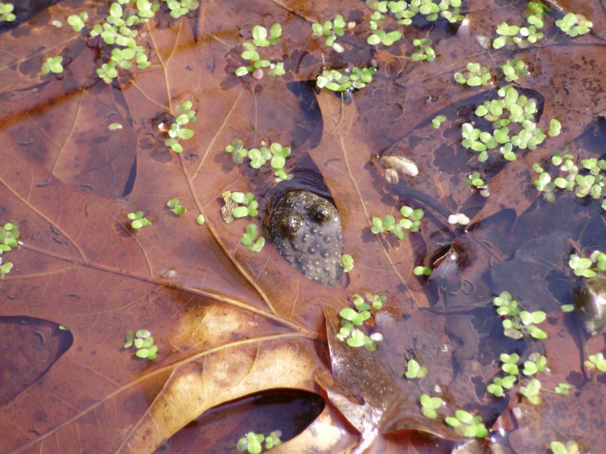 Tipologie di habitat dell''ululone nella collina atesina